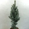Epicea Bleu - Picea Pungens Iseli Fastigiate 1 Epicea Bleu - Picea Pungens Iseli Fastigiate -Promos Jardin Bulbes Magasin Picea pungens Iseli Fastigiate 0711002 1