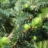Epicea Bleu - Picea Pungens Sonia 1 Epicea Bleu - Picea Pungens Sonia -Promos Jardin Bulbes Magasin Picea pungens Sonia C 715002 1