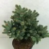 Epicea Bleu - Picea Pungens Thuem -Promos Jardin Bulbes Magasin Picea pungens Thuem 716002 1