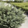 Épicéa De Sitka - Picea Sitchensis Nana -Promos Jardin Bulbes Magasin Picea sitchensis Nana IF 1007782 1