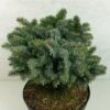 Epicea De Sitka - Picea Sitchensis Rom -Promos Jardin Bulbes Magasin Picea sitchensis Rom 719002 1