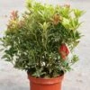 Andromède Du Japon - Pieris Japonica Carnaval -Promos Jardin Bulbes Magasin Pieris Carnaval 84204 1