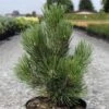 Pin De Bosnie - Pinus Heldreichii Malinkii -Promos Jardin Bulbes Magasin Pin Pinus heldreichii Malinkii IF 1007842 1