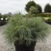 Pin Weymouth - Pinus Strobus Blue Shag -Promos Jardin Bulbes Magasin Pin Weymouth Pinus strobus Blue Shag IF 1007952 1