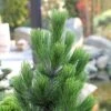 Pin De Bosnie - Pinus Heldreichii (leucodermis) Little Dracula -Promos Jardin Bulbes Magasin Pin de Bosnie Pinus heldreichii leucodermis Little Dracula IF 19070 1