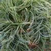 Pin De Weymouth Nain - Pinus Strobus Green Twist -Promos Jardin Bulbes Magasin Pin de Weymouth nain Pinus strobus Green Twist IF 19073 1