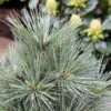Pin De Weymouth Nain - Pinus Strobus Mary Butler -Promos Jardin Bulbes Magasin Pin de Weymouth nain Pinus strobus Mary Butler IF 19074 1