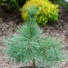 Pin De Weymouth Nain - Pinus Strobus Niagara Falls -Promos Jardin Bulbes Magasin Pin de Weymouth nain Pinus strobus Niagara Falls IF 19075 1