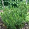 Pin De Bosnie - Pinus Heldreichii (leucodermis) Compact Gem -Promos Jardin Bulbes Magasin Pin de bosnie Pinus heldreichii leucodermis Compact Gem copyright 1002761 1