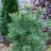 Pin De L'Himalaya - Pinus Wallichiana Densa Hill -Promos Jardin Bulbes Magasin Pin de l Himalaya Pinus wallichiana Densa Hill IF 19079 1