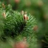 Pin De Montagne - Pinus Mugo Mumpitz -Promos Jardin Bulbes Magasin Pin de montagne Pinus mugo Mumpitz IF 1007902 1