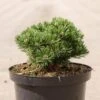 Pin De Montagne - Pinus Mugo Sherwood Compact -Promos Jardin Bulbes Magasin Pin de montagne Pinus mugo Sherwood Compact IF 1007912 1
