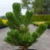 Pin Noir - Pinus Nigra Oregon Green -Promos Jardin Bulbes Magasin Pin noir Pinus nigra Oregon Green IF 1001662 1