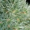 Pin Sylvestre Nain - Pinus Sylvestris Chantry Blue -Promos Jardin Bulbes Magasin Pin sylvestre nain Pinus sylvestris Chantry Blue IF 19077 1