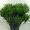 Pin Rouge Du Japon - Pinus Densiflora Alice Verkade -Promos Jardin Bulbes Magasin Pinus densiflora Alice Verkade 0722002 1