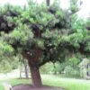Pinus Insignis (radiata) - Pin De Monterey -Promos Jardin Bulbes Magasin Pinus insignis radiata 83435 1
