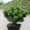 Pin De Montagne - Pinus Mugo Gnom -Promos Jardin Bulbes Magasin Pinus mugo Gnom Pin de montagne IF 1001642 1