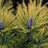 Pinus Mugo Golden Glow - Pin De Montagne -Promos Jardin Bulbes Magasin Pinus mugo Golden Glow 726002 1