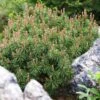 Pinus Mugo Mops - Pin De Montagne -Promos Jardin Bulbes Magasin Pinus mugo Mops 0730002 1 1