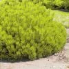 Pin De Montagne - Pinus Mugo Ophir -Promos Jardin Bulbes Magasin Pinus mugo Ophir 0731002 1