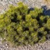 Pinus Mugo Pumilio - Pin De Montagne -Promos Jardin Bulbes Magasin Pinus mugo pumilio 0732002 1