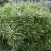 Pinus Nigra Agnes Brégeon - Pin Noir -Promos Jardin Bulbes Magasin Pinus nigra Agnes Bregeon Pin noir V 1007931 1