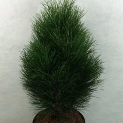 Pinus Nigra Green Tower - Pin Noir