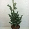 Pinus Parviflora Azumi Goye - Pin Blanc Du Japon -Promos Jardin Bulbes Magasin Pinus parviflora Azumi Goye 736002 1