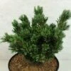 Pinus Parviflora Beran - Pin Blanc Du Japon -Promos Jardin Bulbes Magasin Pinus parviflora Beran 737002 1