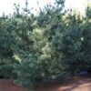 Pin Blanc Du Japon - Pinus Parviflora Bergman -Promos Jardin Bulbes Magasin Pinus parviflora Bergman 0738002 1