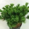 Pin Blanc Du Japon - Pinus Parviflora Kokuho -Promos Jardin Bulbes Magasin Pinus parviflora Kokuho 739002 1
