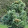 Pinus Parviflora Negishi - Pin Blanc Japonais -Promos Jardin Bulbes Magasin Pinus parviflora Negishi Pin blanc japonais copyright 8894911 1