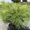 Pinus Strobus Minima - Pin De Weymouth -Promos Jardin Bulbes Magasin Pinus strobus Minima 88965 1