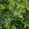 Pittosporum Heterophyllum - Oranger De Chine -Promos Jardin Bulbes Magasin Pittosporum heterophyllum 83439 1