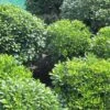 Pittosporum Tobira Nanum -Promos Jardin Bulbes Magasin Pittosporum tobira Nanum 781511 1