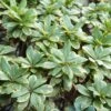 Pittosporum Tobira Nana Neige Du Mont Ventoux -Promos Jardin Bulbes Magasin Pittosporum tobira nana Neige du mont Ventoux copyright 15120 1