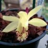 Pleione Forrestii 1 Pleione Forrestii -Promos Jardin Bulbes Magasin Pleione forestii 1178 1