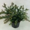 Podocarpus Lawrencii Blue Gem -Promos Jardin Bulbes Magasin Podocarpus lawrencii Blue Gem 755002 1