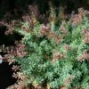 Podocarpus Lawrencii Red Tip -Promos Jardin Bulbes Magasin Podocarpus lawrencii Red Tip copyright 1001681 1
