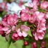 Malus Indian Magic - Pommier D'ornement -Promos Jardin Bulbes Magasin Pommier d ornement Malus Indian Magic copyright 18304 1