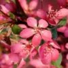 Malus Toringo Freja - Pommier D'ornement -Promos Jardin Bulbes Magasin Pommier d ornement Malus toringo Freja IF 17925 1
