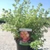 Potentilla Fructicosa Glamour Girl - Potentille Arbustive -Promos Jardin Bulbes Magasin Potentilla fructicosa Glamour Girl 85761 1