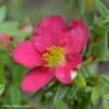 Potentilla Fruticosa Bellissima - Potentille Arbustive -Promos Jardin Bulbes Magasin Potentilla fruticosa Bellissima 84463 1