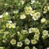 Potentille Arbustive - Potentilla Fruticosa Creamissima -Promos Jardin Bulbes Magasin Potentilla fruticosa Creamissima V 1008051 1
