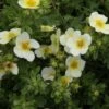 Potentilla Fruticosa Limelight- Potentille Arbustive -Promos Jardin Bulbes Magasin Potentilla fruticosa Limelight 84212 1