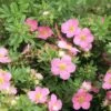 Potentilla Fruticosa Lovely Pink- Potentille Arbustive -Promos Jardin Bulbes Magasin Potentilla fruticosa Lovely Pink 84214 1