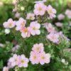 Potentille Arbustive - Potentilla Fruticosa Pink Beauty -Promos Jardin Bulbes Magasin Potentilla fruticosa Pink Beauty 1008131 1