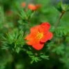 Potentille Arbustive - Potentilla Fruticosa Red Joker -Promos Jardin Bulbes Magasin Potentilla fruticosa Red Joker copyright 100814 1