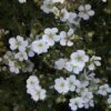 Potentilla Fruticosa White Lady - Potentille Arbustive -Promos Jardin Bulbes Magasin Potentilla fruticosa White Lady 84215 1