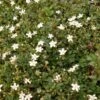 Potentilla Tridentata Nuuk - Potentille Vivace -Promos Jardin Bulbes Magasin Potentilla tridentata nuuk IF DVplant 17288 1